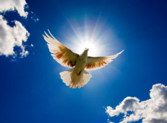 Dove flying