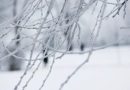 Погода на неделю: ждать ли в Беларуси крещенских морозов?
