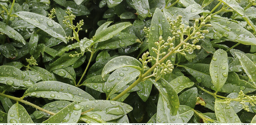 Дожди и до +25 °С. Какой будет погода в Беларуси 27 мая