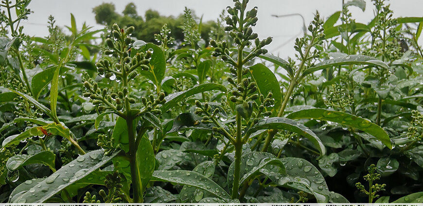 Дожди, грозы и до +23 °С. Какой будет погода 29 мая
