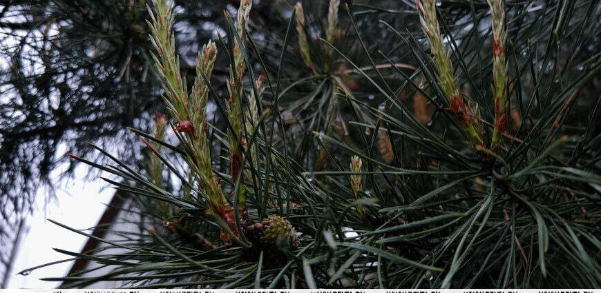 Дождливо, ветрено и с грозами. Какой будет погода в Беларуси 31 мая