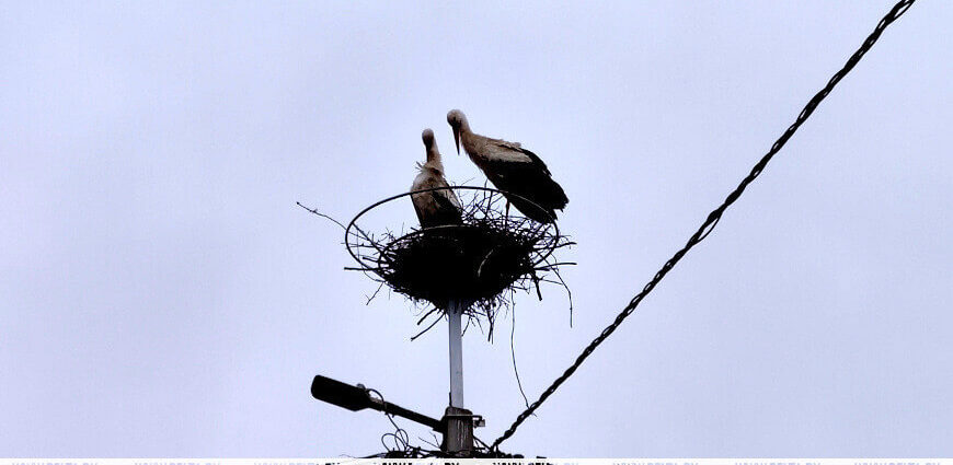 До +25 °С и в основном без осадков будет в Беларуси 1 июня