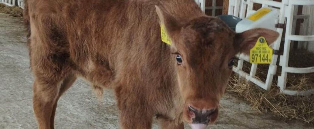 Два зубренка родились на ферме у коров: как это возможно?