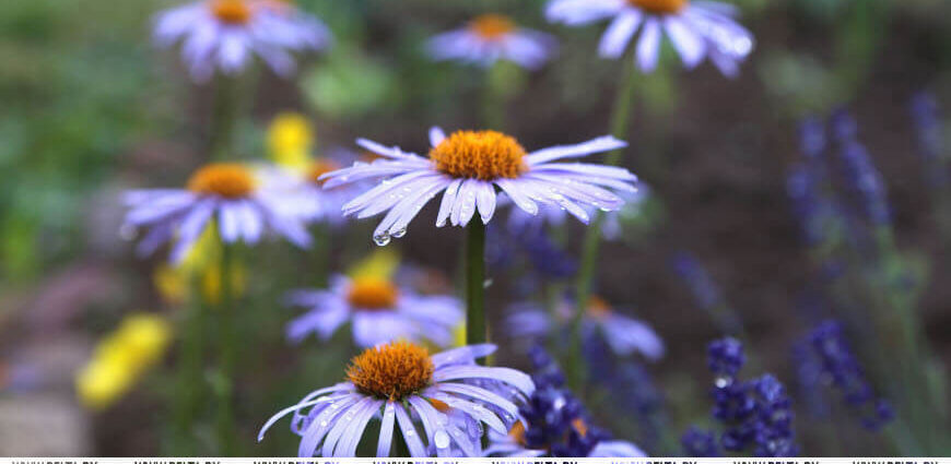 Дожди, грозы и до +27 °С ожидается в Беларуси 2 июня