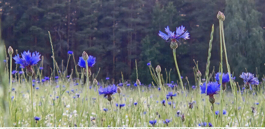 Белгидромет: на текущей неделе страна вновь окунется в дожди и прохладу