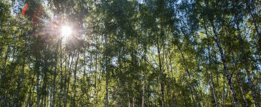 Ограничения на посещение лесов введены в 37 районах Беларуси