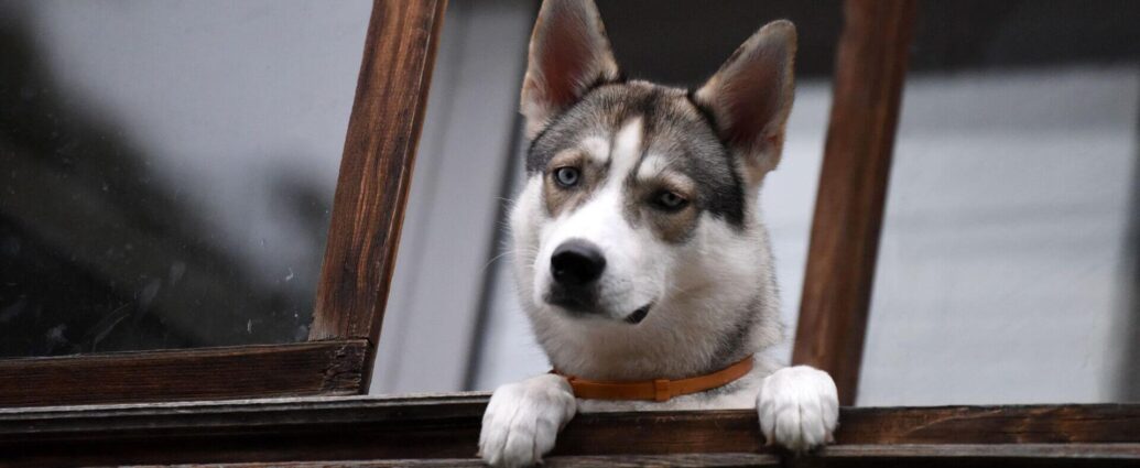 Соседи и домашние животные: как избежать конфликтов из-за питомцев