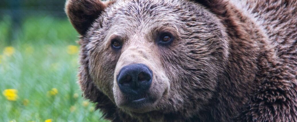 Стали известны результаты первой охоты на медведя