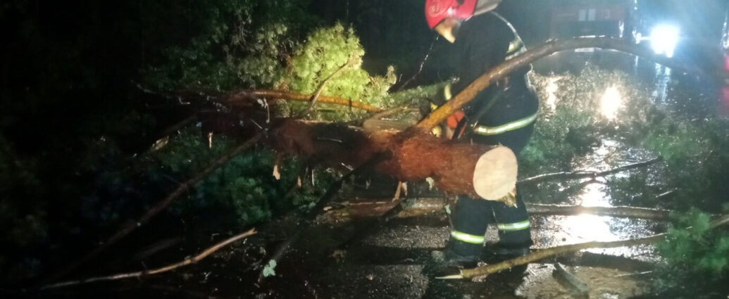 В Речицком районе на дорогу упало дерево: на помощь пришли спасатели