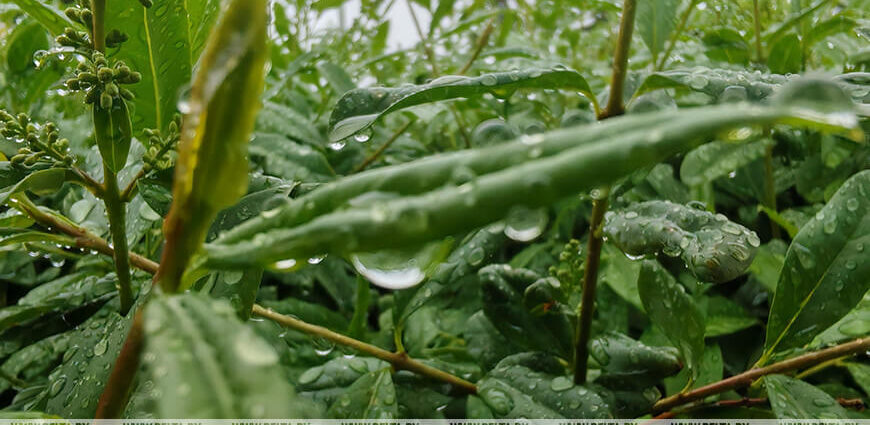 Кратковременные дожди, в отдельных районах грозы. Какая погода будет в Беларуси 2 августа