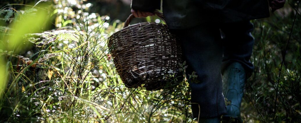 Почти все леса Беларуси в первые выходные августа открыты для посещения