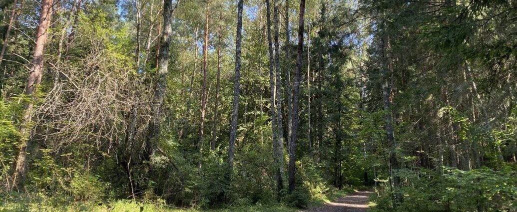 Риск пожаров: Минлсехоз Беларуси вводит ограничения на посещение лесов