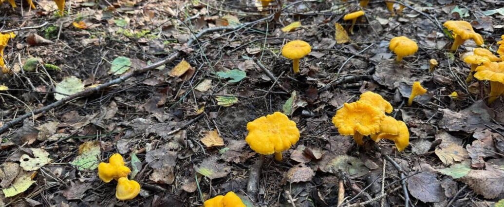 Ограничения на посещение лесов действуют в 23 районах Беларуси