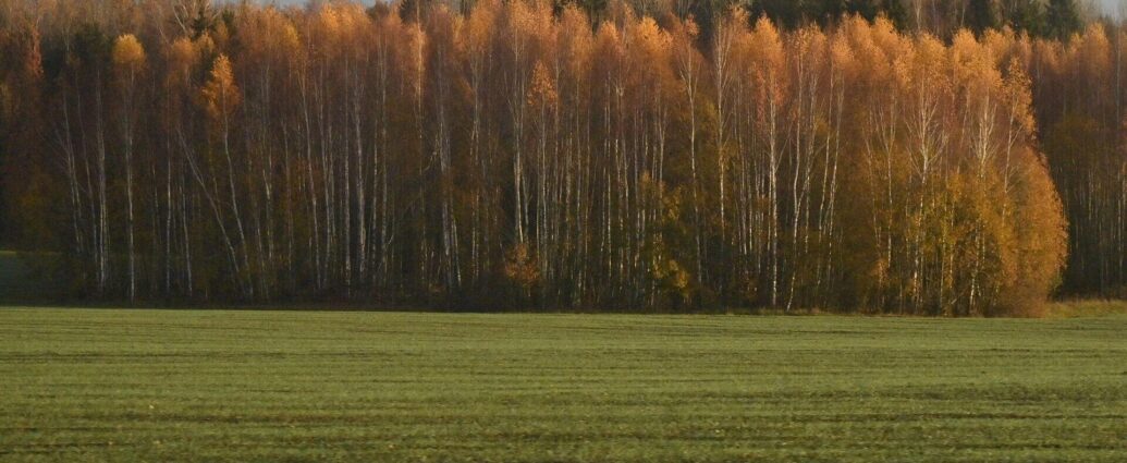 Ограничения на посещение лесов введены в пяти областях Беларуси