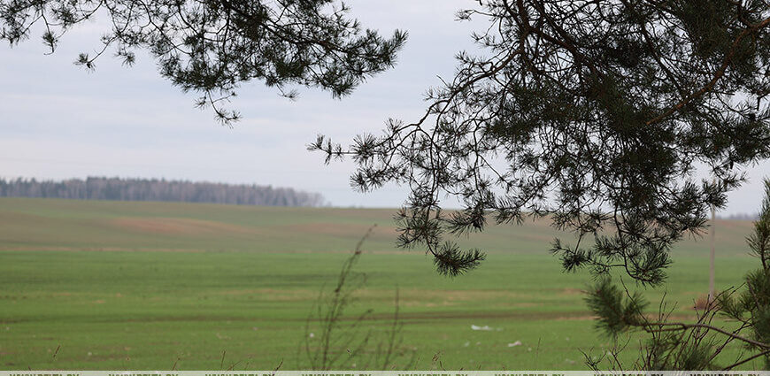 Туман и местами заморозки. Какую погоду обещают синоптики в ночь на 8 ноября