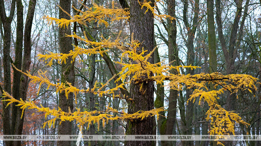 Преимущественно без осадков и до +10 °С. Какой будет погода в Беларуси 13 ноября