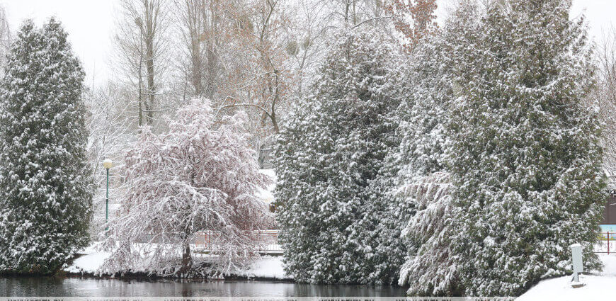 Во многих районах осадки. Какой будет погода в Беларуси 25 ноября
