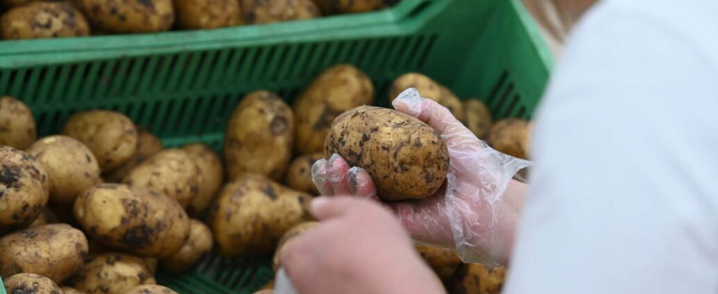 Слишком мелкую картошку запретят продавать в магазинах