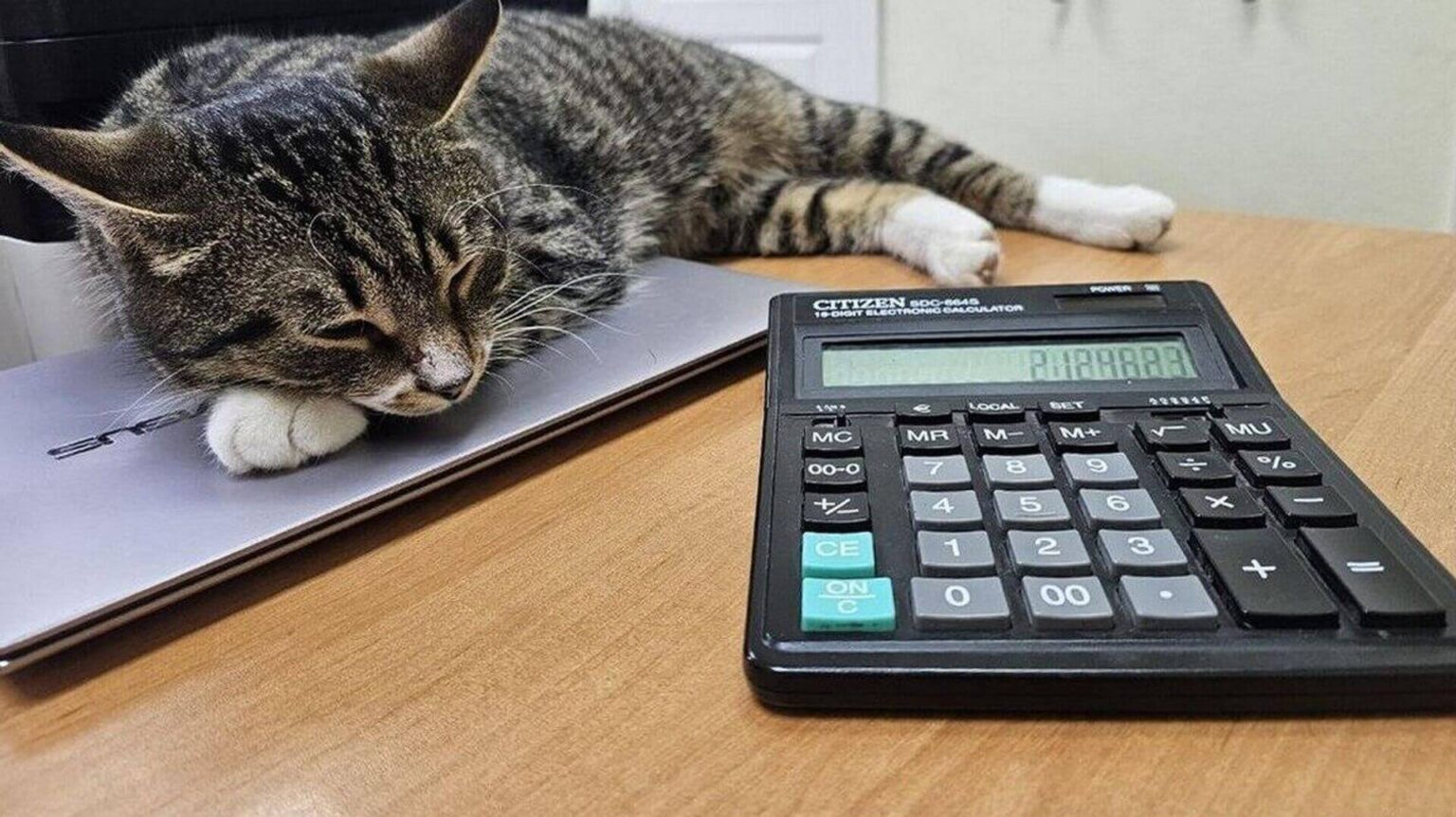 В МНС напомнили о сроках уплаты единого имущественного платежа