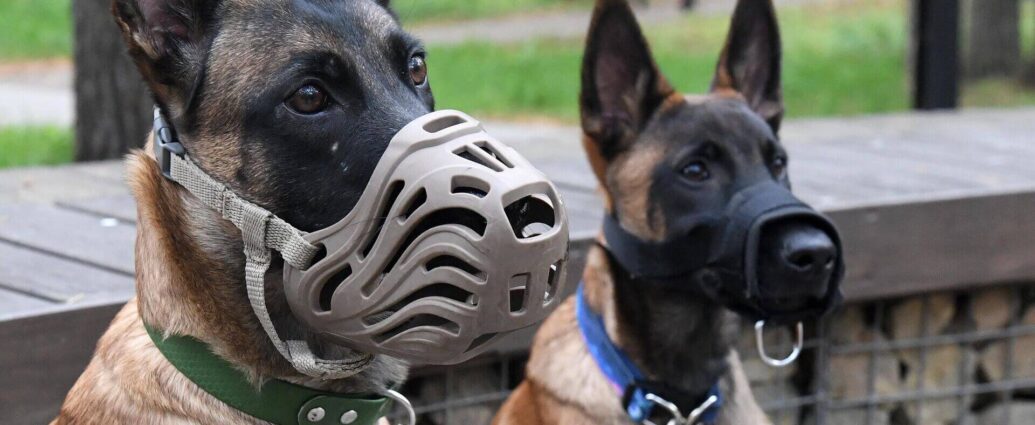 Налоговые льготы для владельцев собак откорректируют