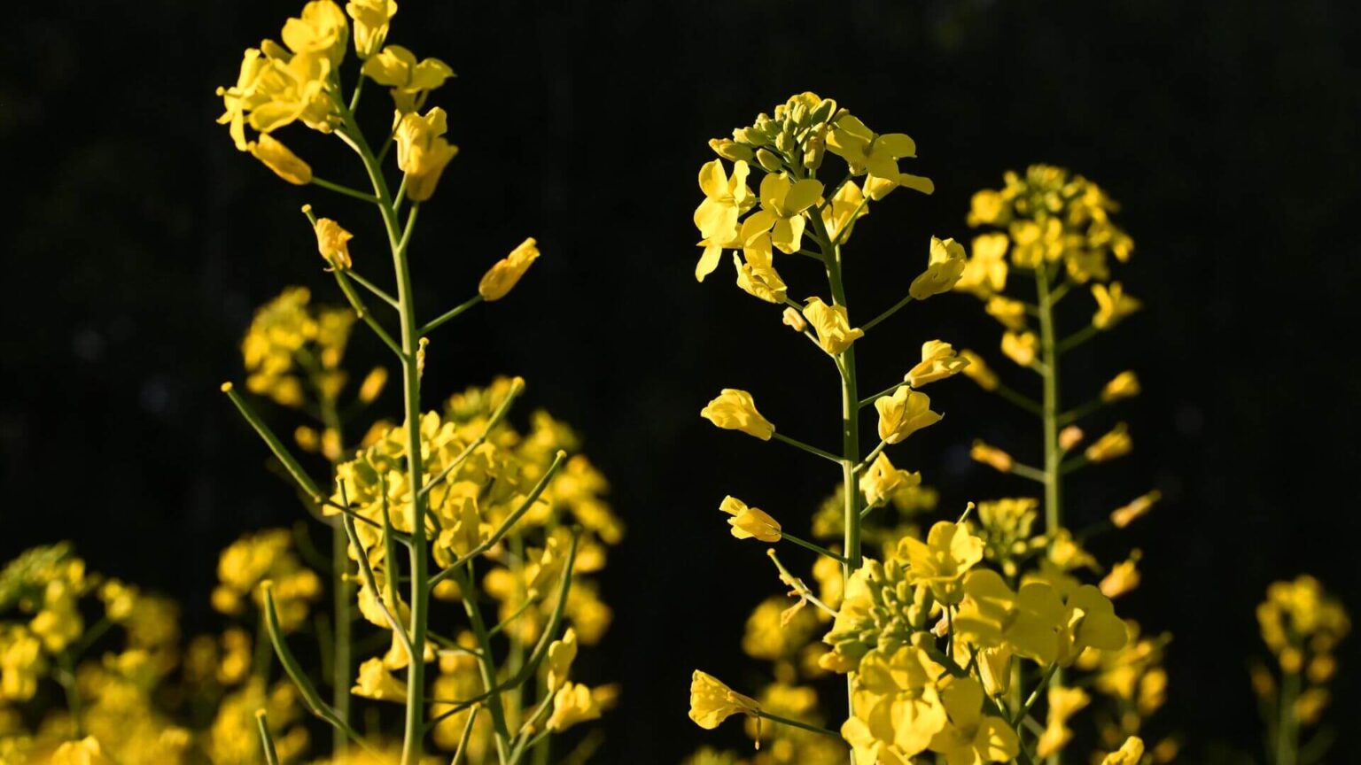 Полезное нерафинированное рапсовое масло будут производить в Беларуси
