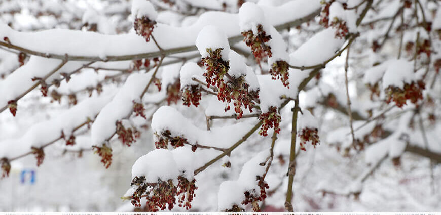 В каком районе Беларуси будет морознее всего 11 февраля, рассказали синоптики