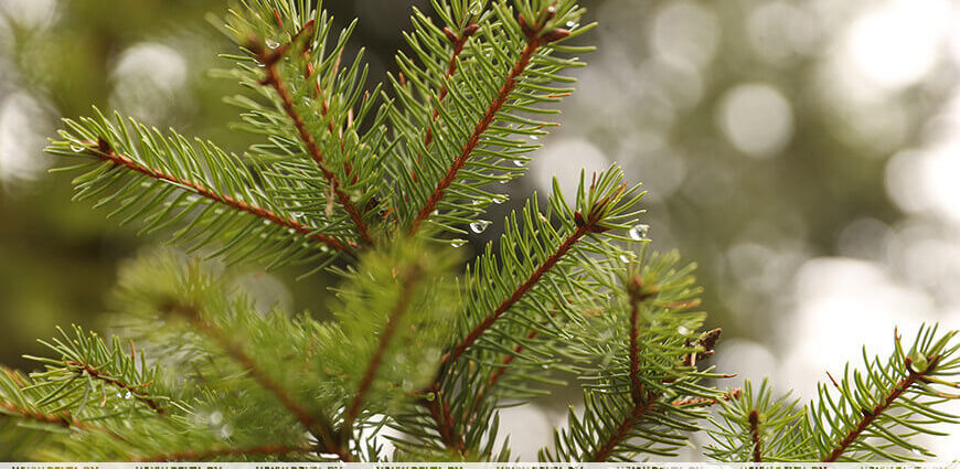 Оранжевый уровень опасности объявлен в Беларуси 14 февраля. О чем предупреждают синоптики?