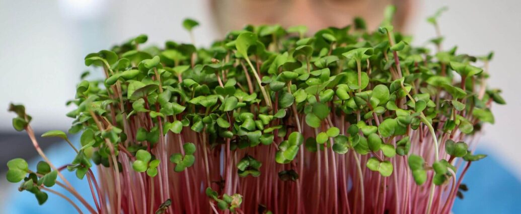 Медики назвали полезные свойства микрозелени для организма