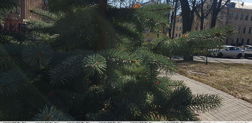 Сохранится ли гололедица? О погоде в Беларуси 18 марта рассказали синоптики