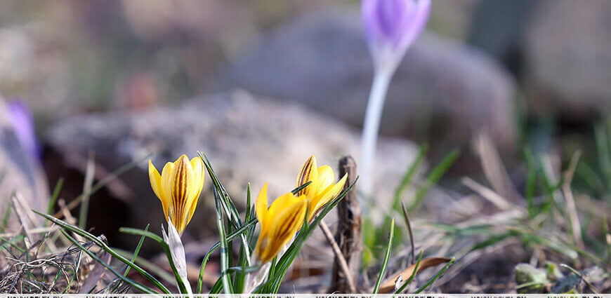 Брать с собой солнечные очки или зонт? Какая погода ждет белорусов 22 марта, рассказали синоптики
