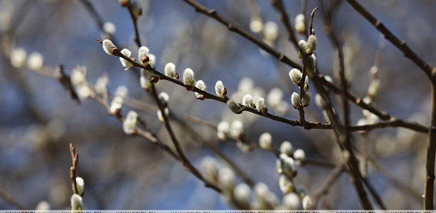 Весна набирает обороты. Какой температурный сюрприз ждет белорусов 25 марта