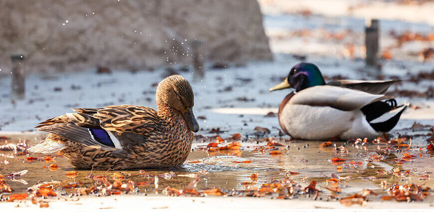 Белгидромет: похолодание и осадки придут в Беларусь вслед за теплыми днями
