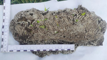 Эксперты ГКСЭ помогли выявить угонщика мотоцикла в Речицком районе