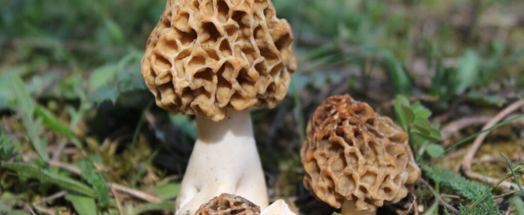 Условно съедобные или опасные: как не отравиться первыми грибами