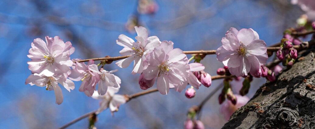 Радость в каждом дне: в Токио начался сезон цветения сакуры