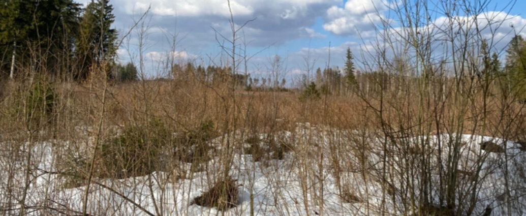 Только в семи районах Беларуси можно свободно посещать леса