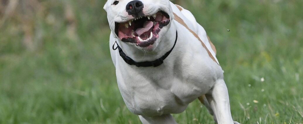 Собака покусала прохожего в Могилеве: какой приговор вынесен хозяйке