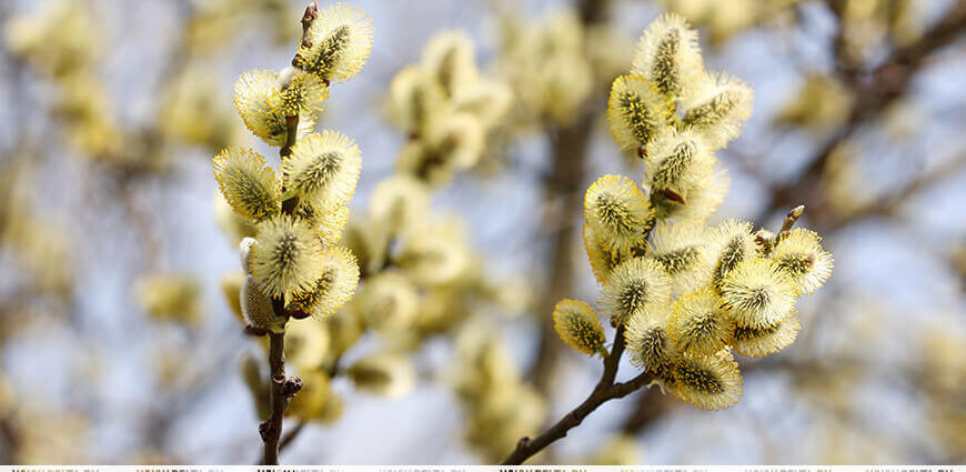 Дожди, облачность или солнце? Какой погоды ждать белорусам 2 апреля