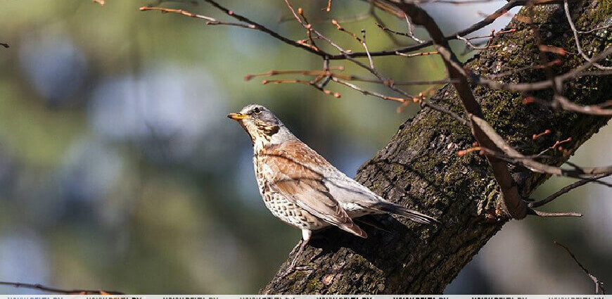 Все еще прохладно? В Белгидромете рассказали о погоде в Беларуси 11 апреля