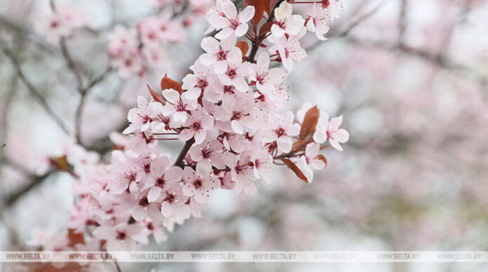 Слабый ветер и переменная облачность. Какую погоду ждать белорусам 19 апреля