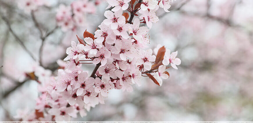 Слабый ветер и переменная облачность. Какую погоду ждать белорусам 19 апреля