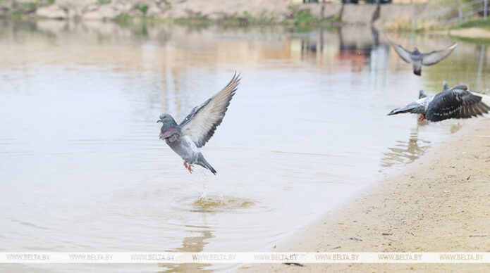 Ночные заморозки до −3 °С прогнозируются в Беларуси 25 апреля