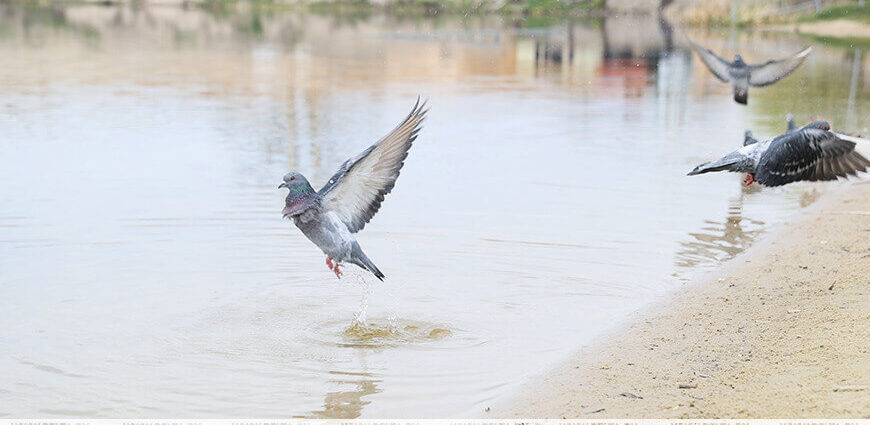 Ночные заморозки до −3 °С прогнозируются в Беларуси 25 апреля