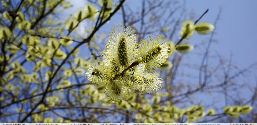 Заморозков еще не будет. Синоптики рассказали о погоде 26 апреля