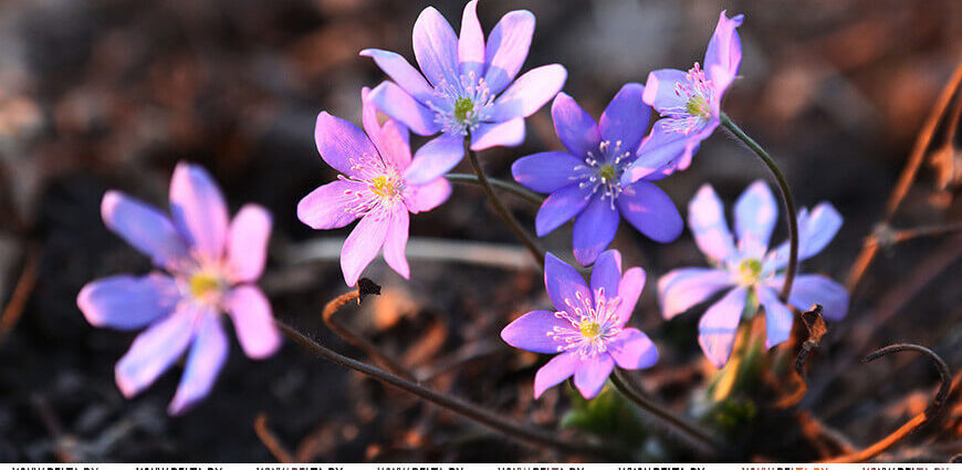Синоптики рассказали, когда в Беларусь вернется по-настоящему комфортная погода