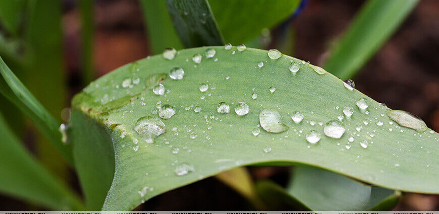 Зима не отпускает? Ждать ли мокрого снега белорусам 29 апреля, ответили синоптики