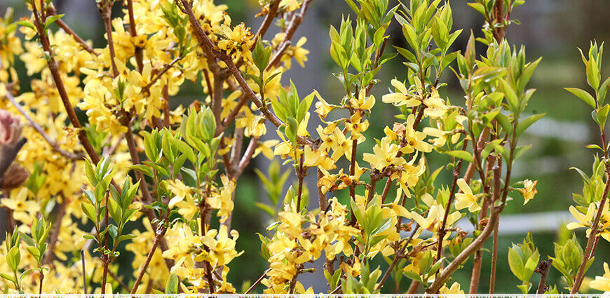 Почти летние температуры. Чем порадует погода в начале мая?