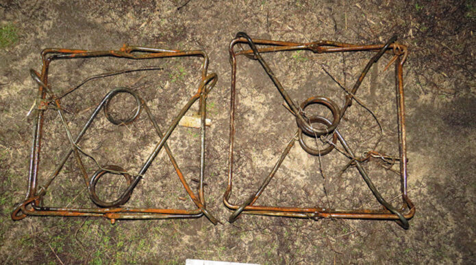 Добыл бобров с помощью капканов. В Речице суд вынес приговор охотнику