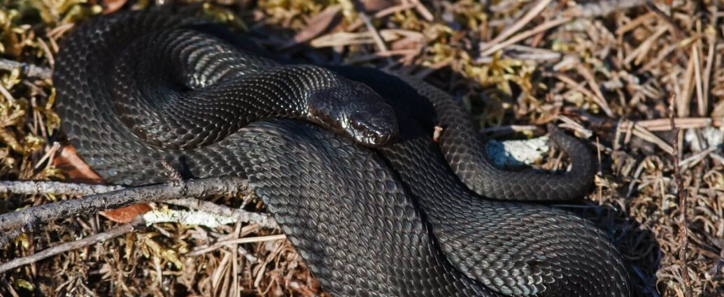 Активный сезон у змей уже начался: как избежать нападения