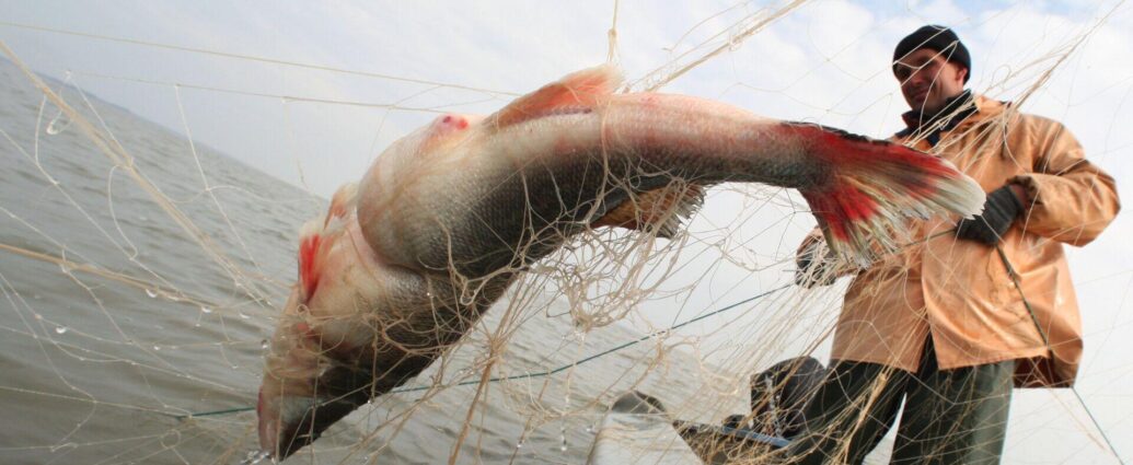 Запрет на лов судака совсем скоро — уже в ближайшую среду